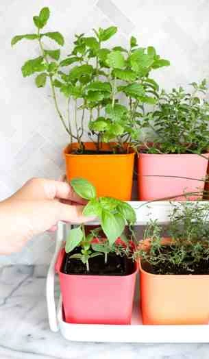Make-a-Colorful-Indoor-Herb-Garden-click-through-for-tutorial_