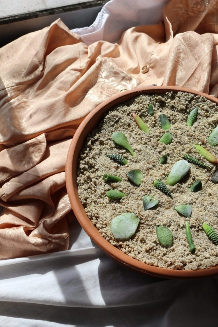 Propogated Succulents