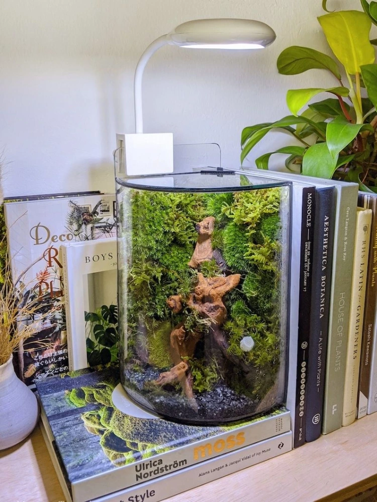 Qrvy QC Glass Terrarium Case Image 0