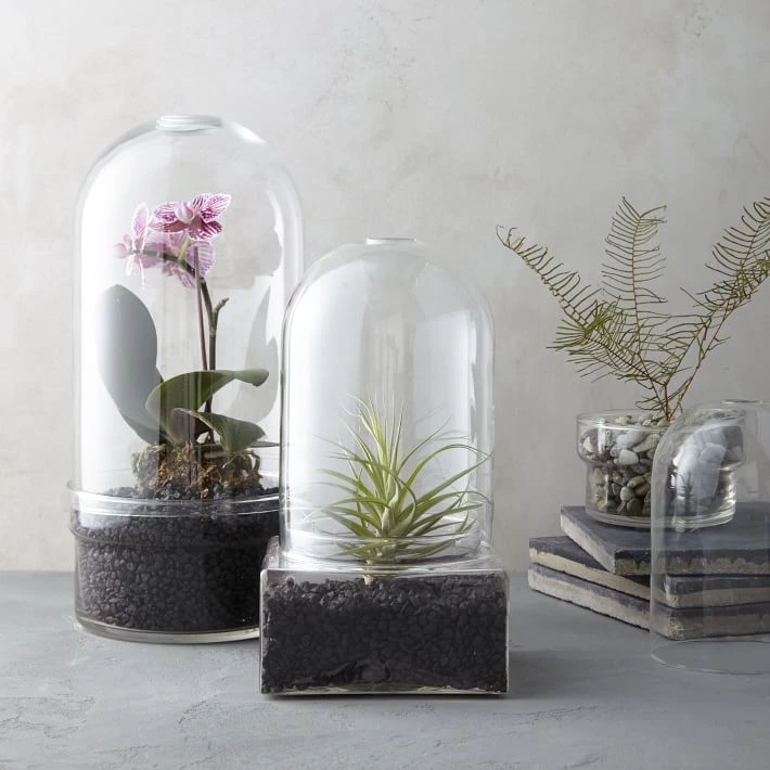 Glass Cloche Terrariums