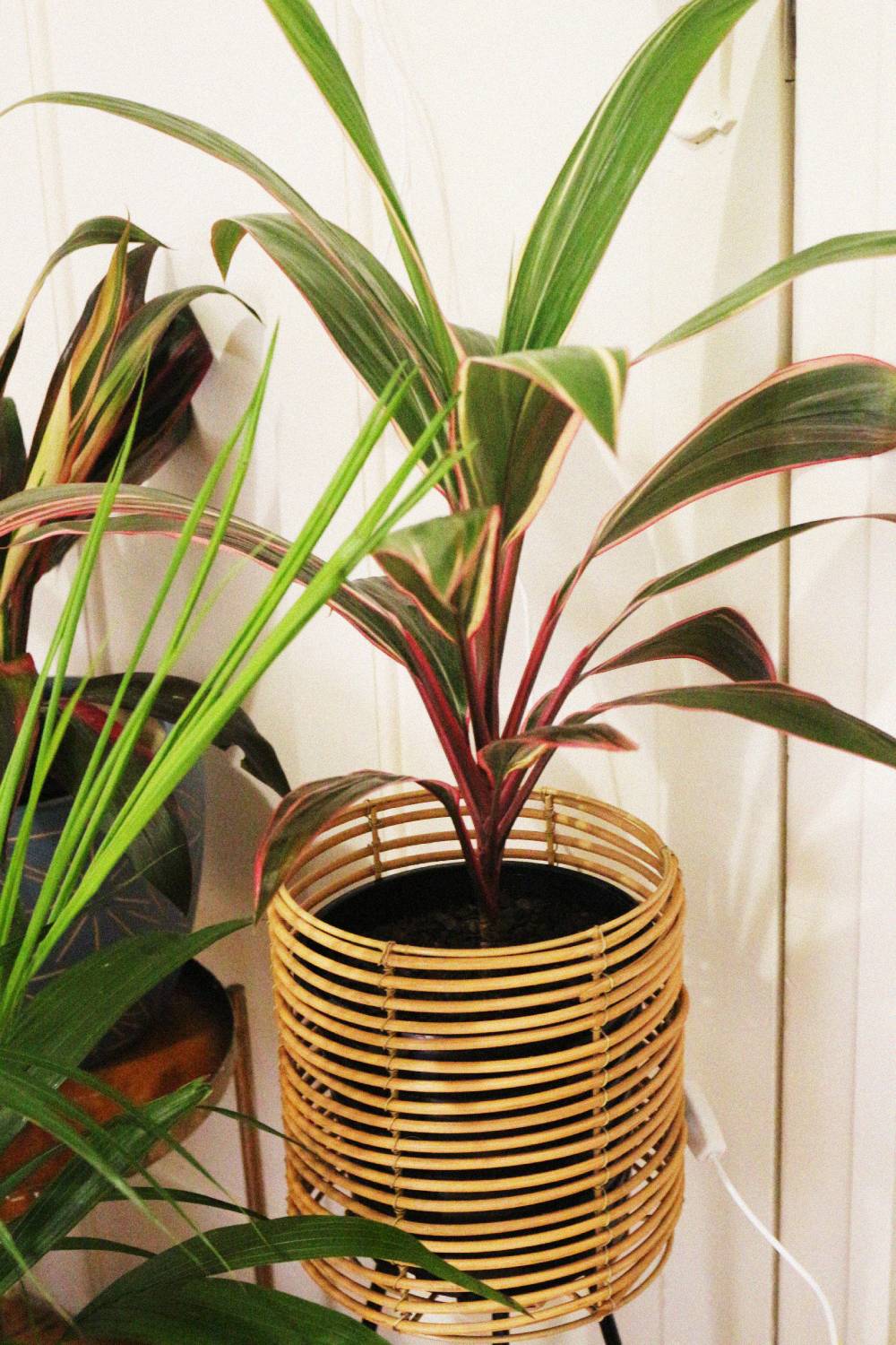 My Houseplant Tour! (With Some Rare Plants!)