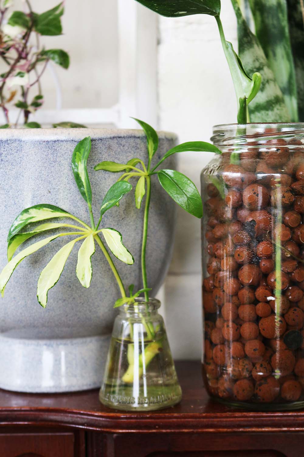 The Beginner’s Guide To LECA: Pros &amp; Cons + FAQs